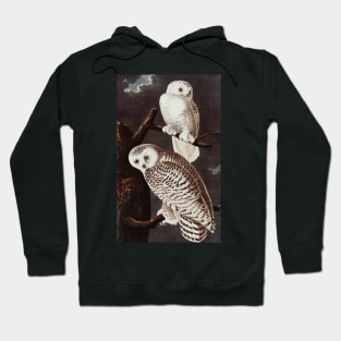 Bird of America  Bird, bird lover, america, beautiful  Public domain painting by John James Audubon Hoodie